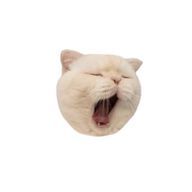 あげたま。さんのアイコン画像