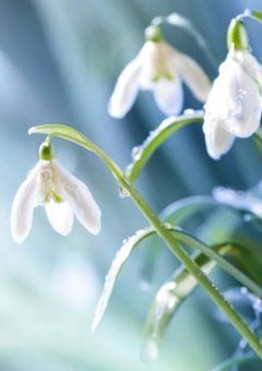 スノードロップ。
