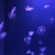 rirureさんのアイコン画像