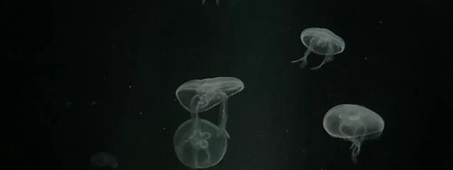 りっくん(おしまい)さんの壁紙画像