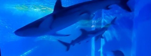 ａｋｕｒｕ.@テスト赤点でした。さんの壁紙画像