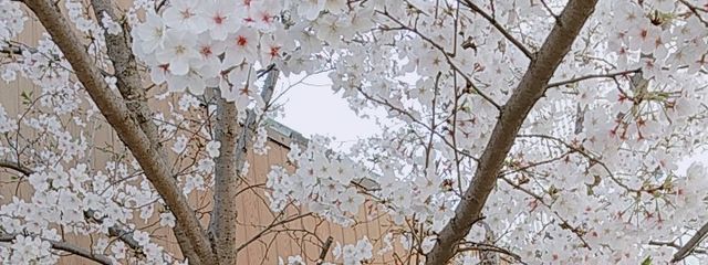 夕さんの壁紙画像