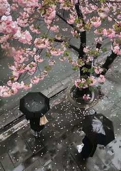 恋のダウンロードの仕方