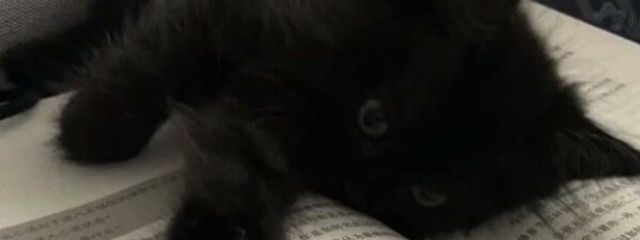 ぴ のさんの壁紙画像