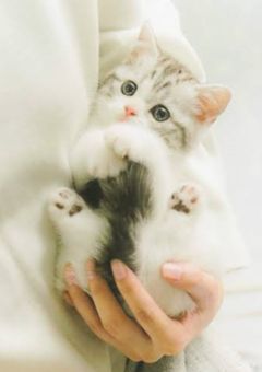 私は猫です。