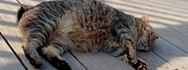 kame🏁🐢💨💨さんの壁紙画像