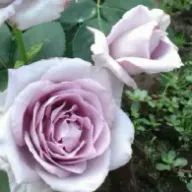 彰子さんのアイコン画像