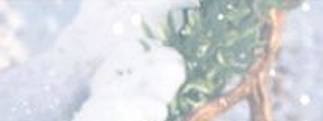 __¿?Lily❆↺さんの壁紙画像