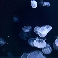 KINOさんのアイコン画像