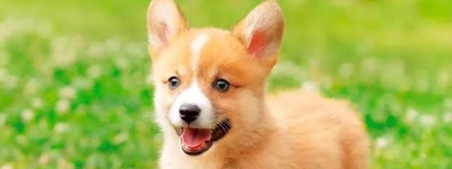 サボテンさんの壁紙画像