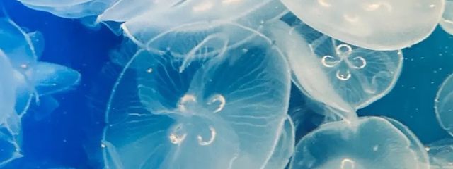 Hinaさんの壁紙画像