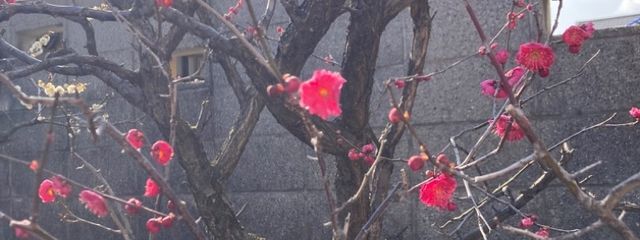 もちさんの壁紙画像