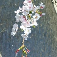 花の名前を忘れた君へさんのアイコン画像