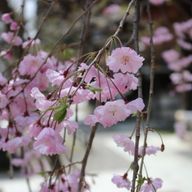 かほ🪽💜🎭さんのアイコン画像