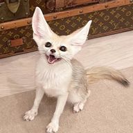 熱さんのアイコン画像