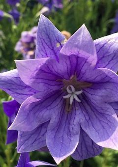花が散る時