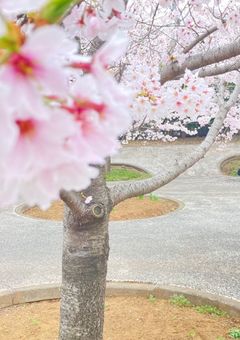 優秀家政婦と訳ありスキズ