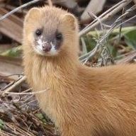 イタチさんのアイコン画像