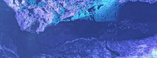 真夢♔✧♔🎧🐈‍⬛🍀♔✧♔ 受験期間中さんの壁紙画像