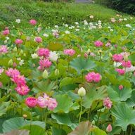 花さんのアイコン画像