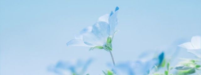 🔆さんの壁紙画像