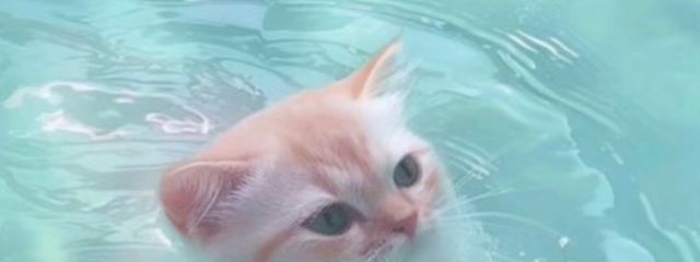 ねこうさぎ🐰🐱@小説お休みします.いつ復活するかは不明さんの壁紙画像