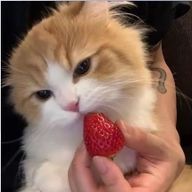 ねこうさぎ🐰🐱さんのアイコン画像