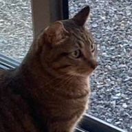 たむ🌗@🗻🍀💎さんのアイコン画像