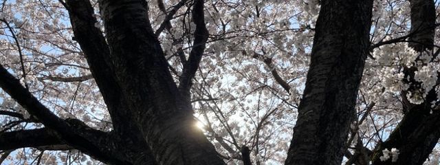 白夜 月華さんの壁紙画像