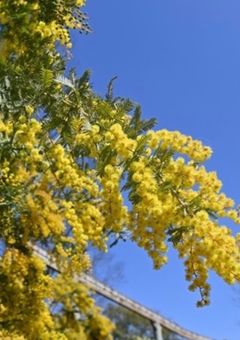 目黒蓮に愛されて