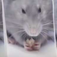 💫ほわいとらくす💫さんのアイコン画像