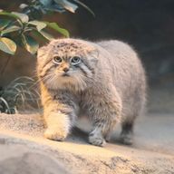 れれれさんのアイコン画像