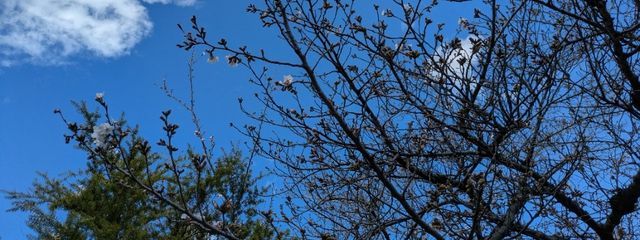 Kano🐾さんの壁紙画像