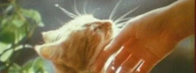 ぐつしたさんの壁紙画像