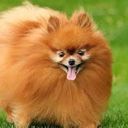 ゆうすけ @ ぽめらぶ