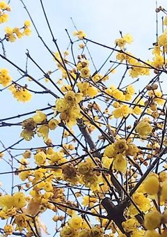 月の花は突然枯れる🥀