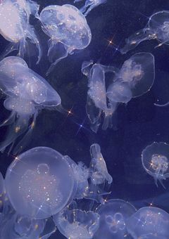 海 の 月 が 満 ち る 日 へ