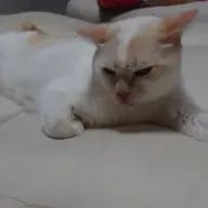 白雅さんのアイコン画像
