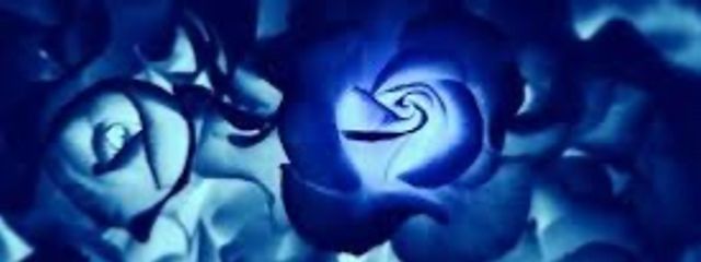 .ᐣ  @不定期さんの壁紙画像