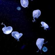 KITSUNEKOさんのアイコン画像