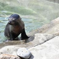 プリチューバー考察アカウント(非公式)さんのアイコン画像