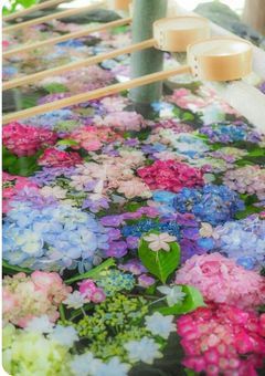 あのキラキラ歌い手の妹はいれりすでした！ピンク社長の頼みでイキリグールプのマネージャーになりました！！