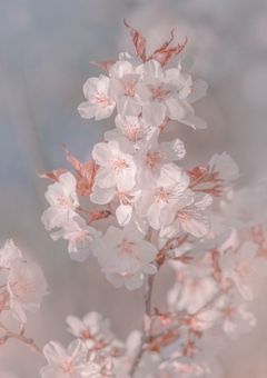 奏る道のりに花を