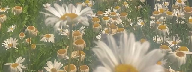み ら い 🕊‪🌱さんの壁紙画像
