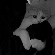 syaaさんのアイコン画像