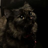 syaaさんのアイコン画像