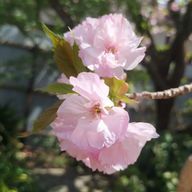 雷⚡さんのアイコン画像