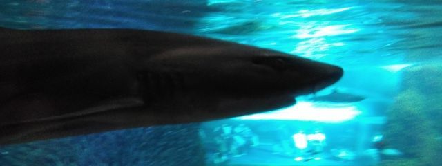 ニラさんの壁紙画像