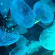 なゆかりさんのアイコン画像