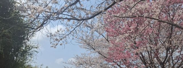 Konさんの壁紙画像